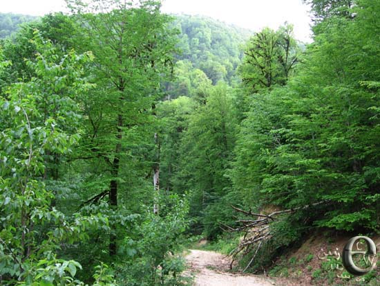 معرفی و راهنمای پرورش درختان زینتی - نمدار